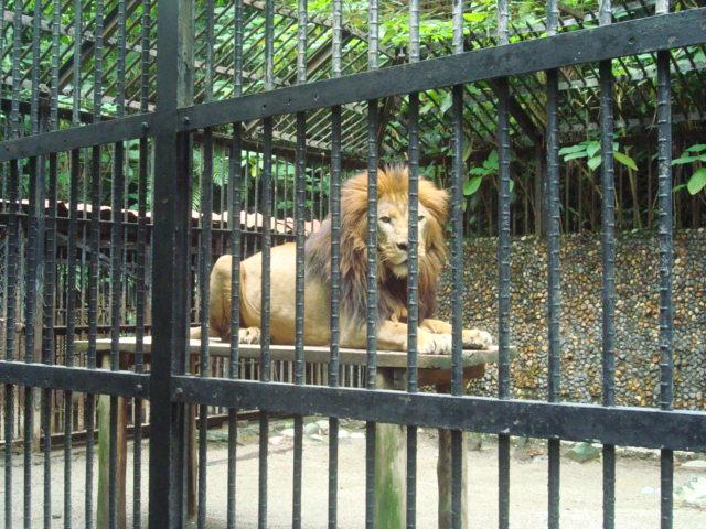 Costa Rica Fails to Free Zoo Animals