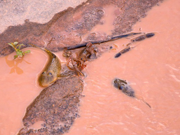 Environmental Disaster in Brazil