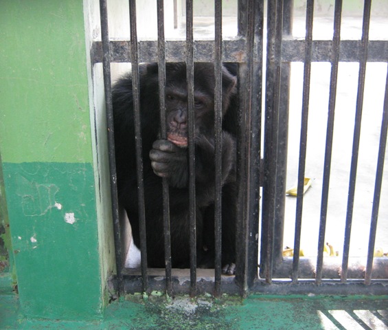 Zoos%3B+Prisons+for+Animals