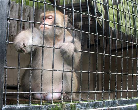 A Formosa Macaque sits inside its cage at the Pingtung Rescue Center for endangered Wild Animals in Pingtung, southern Taiwan October 17, 2008.  REUTERS/Ralph Jennings