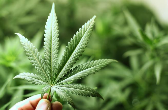 Cannabis; a Bright Future in Medicine