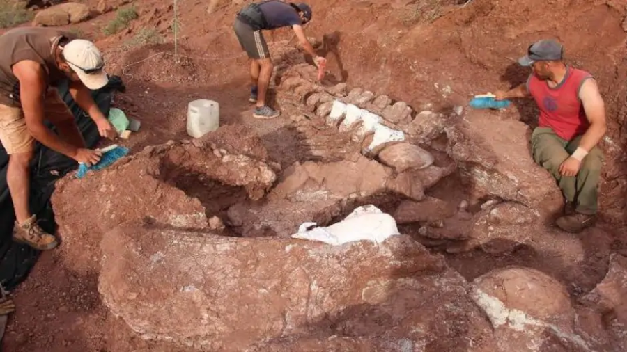 Biggest Dinosaur Found in Argentina