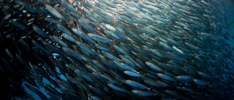 Why Overfishing is Bad and How to Stop it
