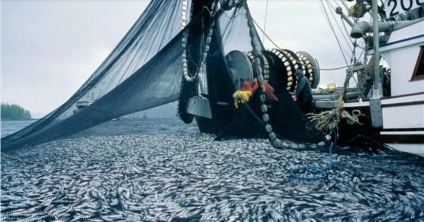 Catch Share a Solution to Overfishing?