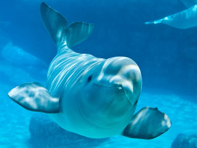 Decrease of Beluga Population Related to Pollution