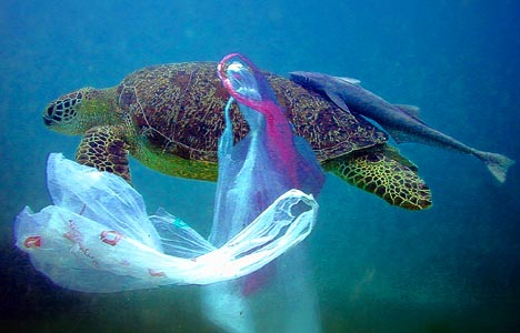 Ziploc Bags: Killing The Planet