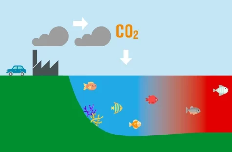 Ocean Acidification: A Problem that we need to talk about