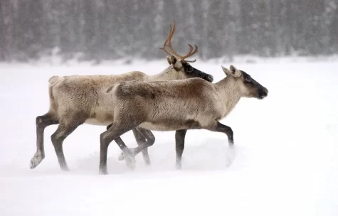 The Innus Threaten to Sue Quebec to Protect Caribou
