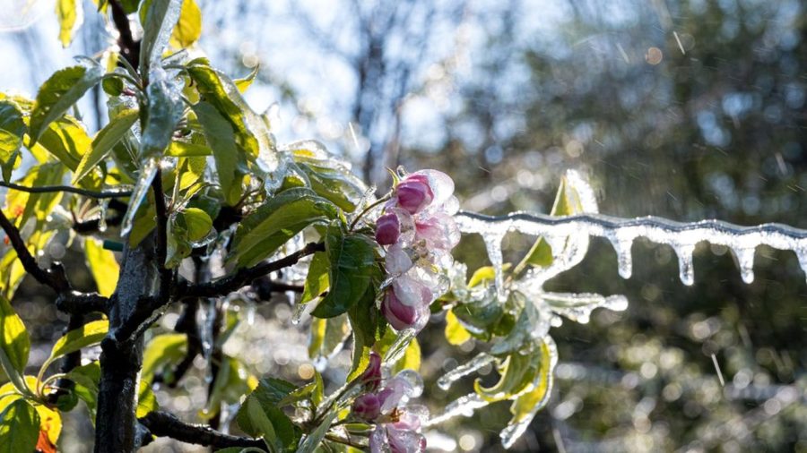 Cherry blossom trees wrapped in ice as part of the fight against frost, in the RhÃ´ne, near the village of Rontalon, southwest from Lyon. When the temperature drops below zero on freezing spring nights, fruit trees are sprayed with water to protect them from frost. For more than a week now, a wave of frost has hit France, causing severe damage to many French orchards. France/Rontalon/ April 15, 2021.//KONRADK_konrad-020/2104151637/Credit:KONRAD K./SIPA/2104151637