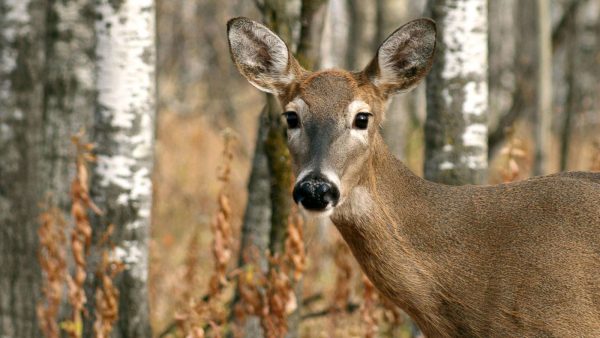 How Zombie Deer Will Affect The Human Population?