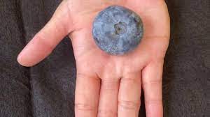 The Heaviest Blueberry of All Time!