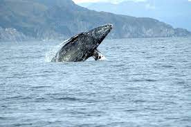 Grey Whale Seen in the Atlantic While its Supposed to Be Extinct