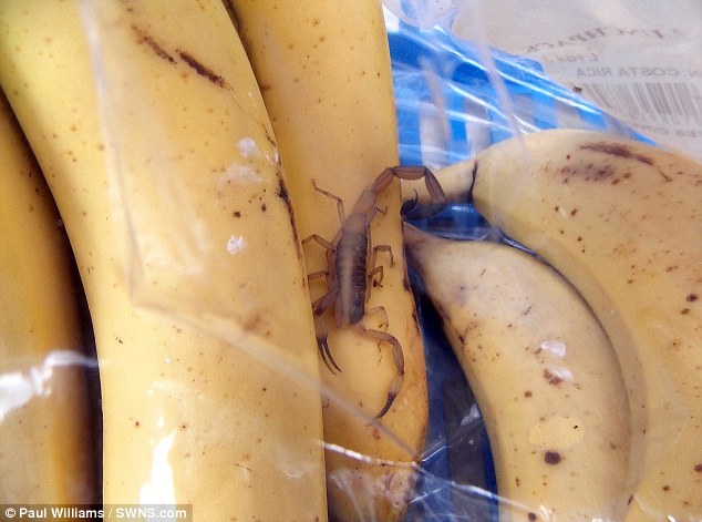 Scared to Eat a Banana Due to a Scorpion