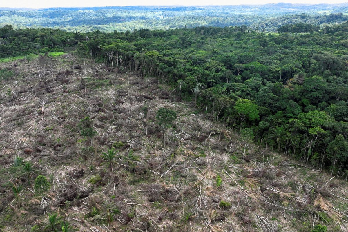 Why is The Amazon Disappearing?