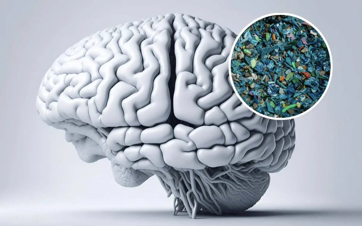 Brain Microplastics up to 50% Since 2016